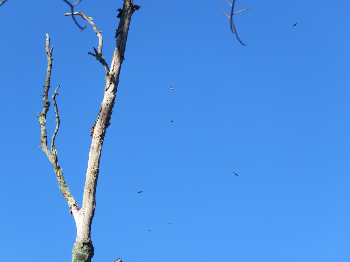 Bald Eagle - ML283958161