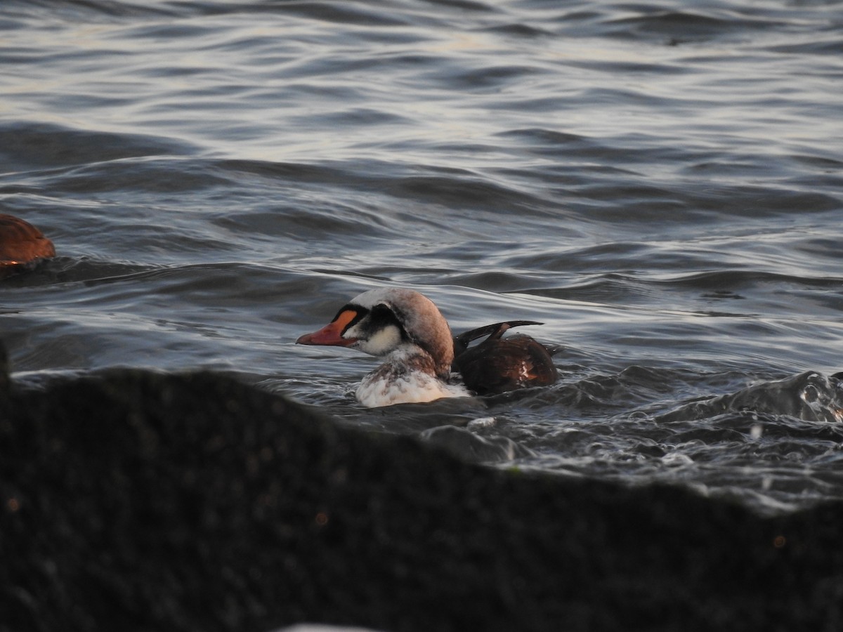 King Eider - ML283959861