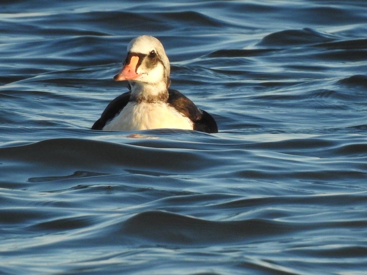 King Eider - ML283961051