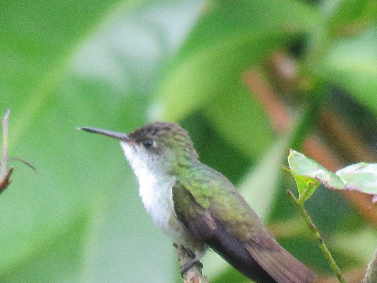 White-bellied Emerald - Jim Moore