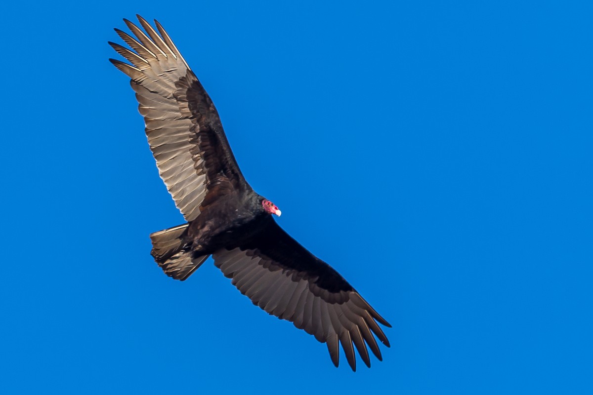 Turkey Vulture - ML283963091