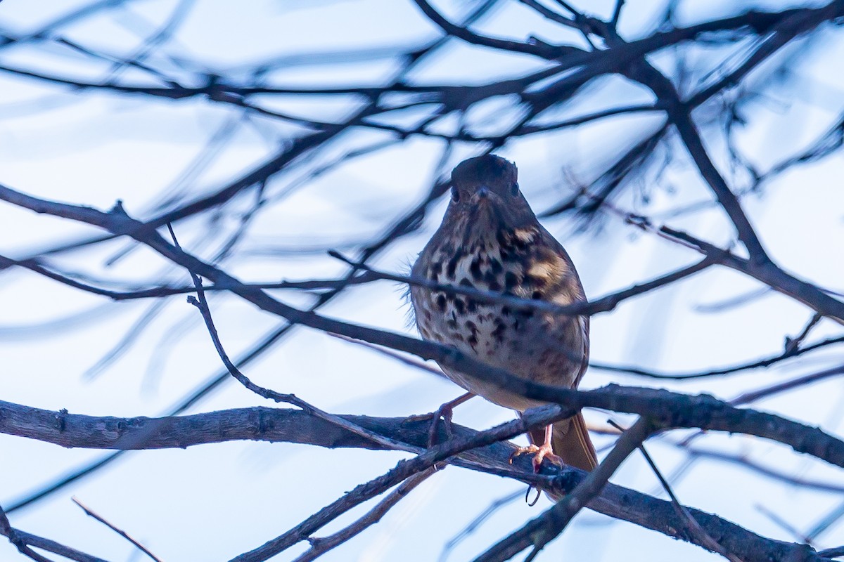 Hermit Thrush - ML283963341