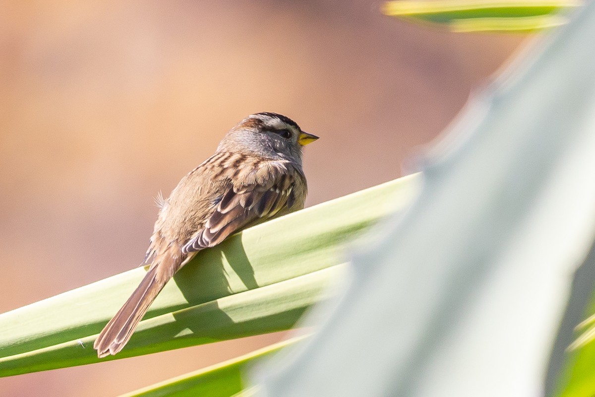 White-crowned Sparrow - ML283963651