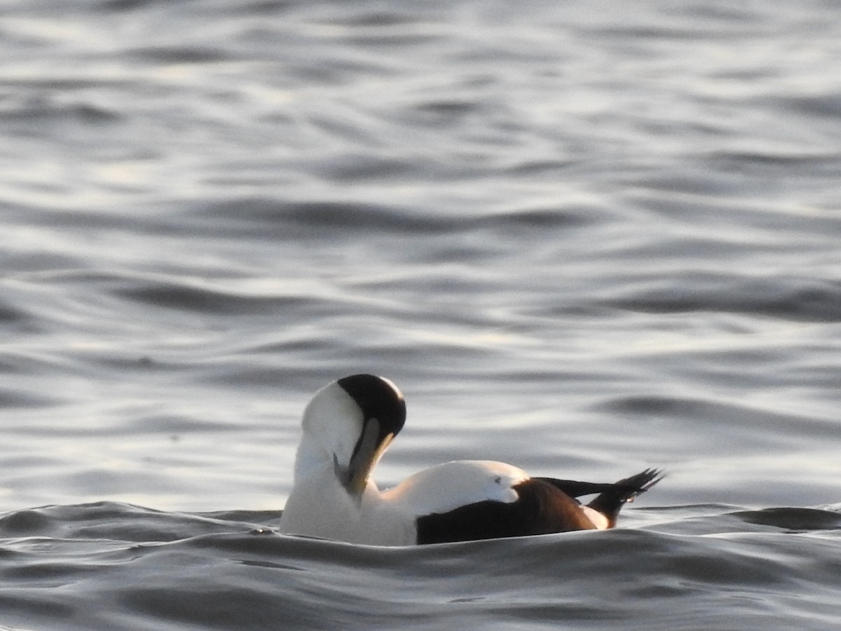 Common Eider - ML283963771