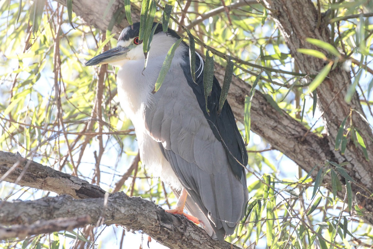 Black-crowned Night Heron - Tracy Drake