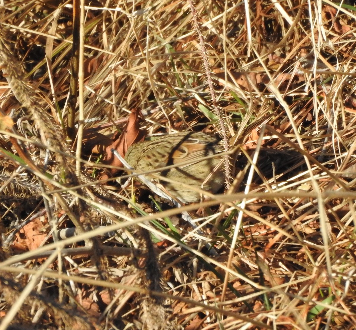 Lincoln's Sparrow - ML283964751