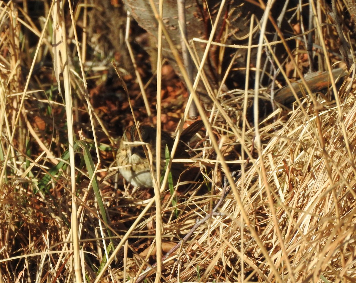 Lincoln's Sparrow - ML283964771