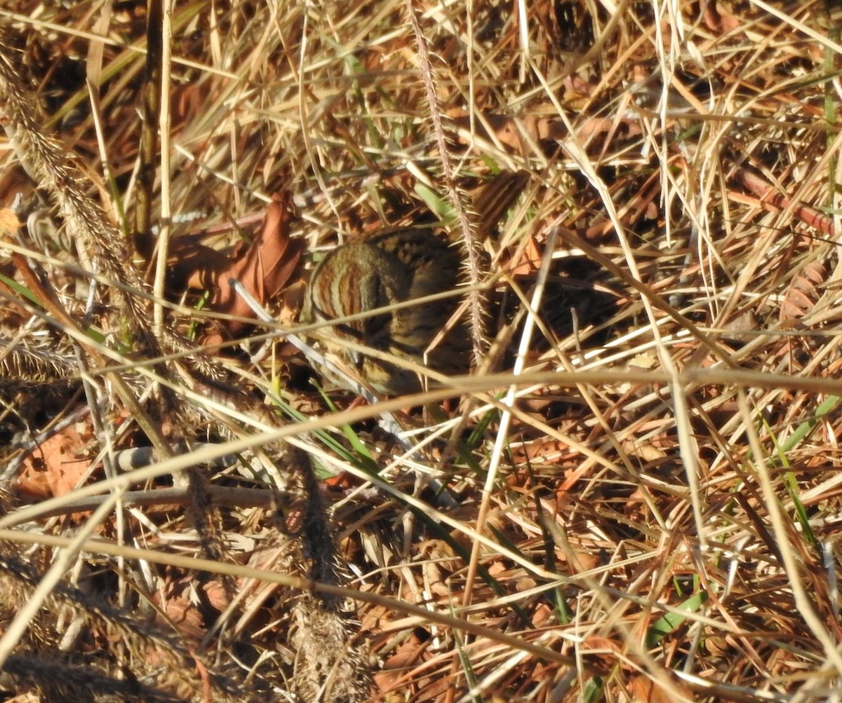 Lincoln's Sparrow - ML283964791