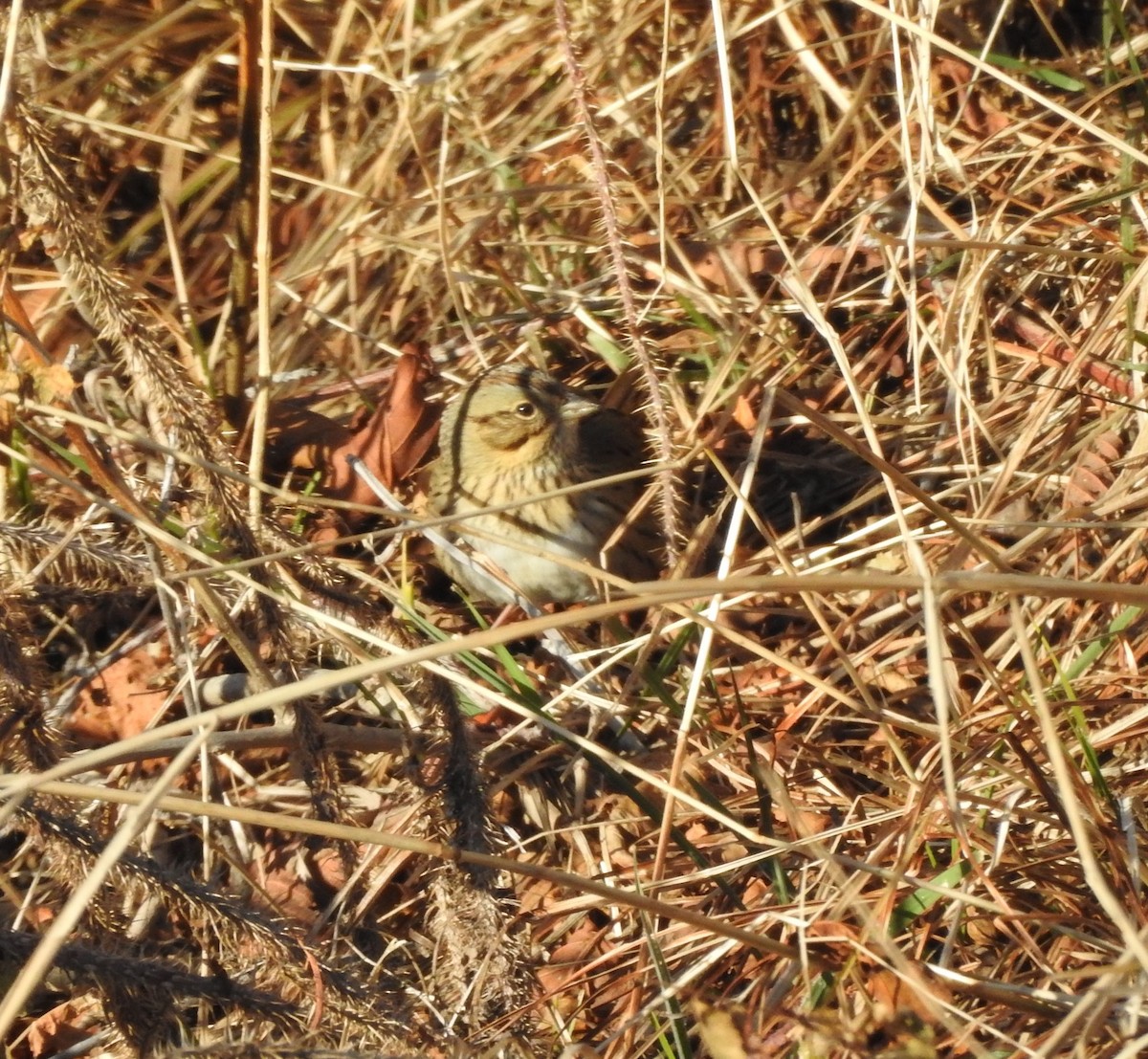 Lincoln's Sparrow - ML283964811