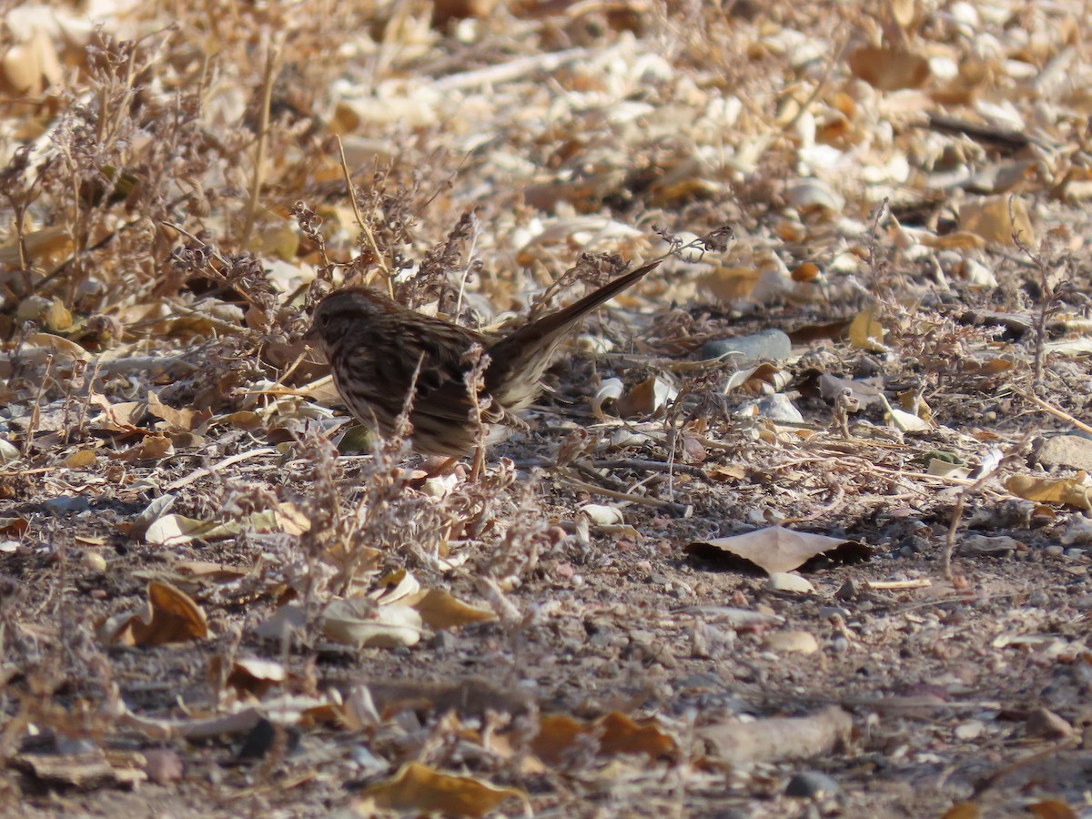 Song Sparrow - ML283965921