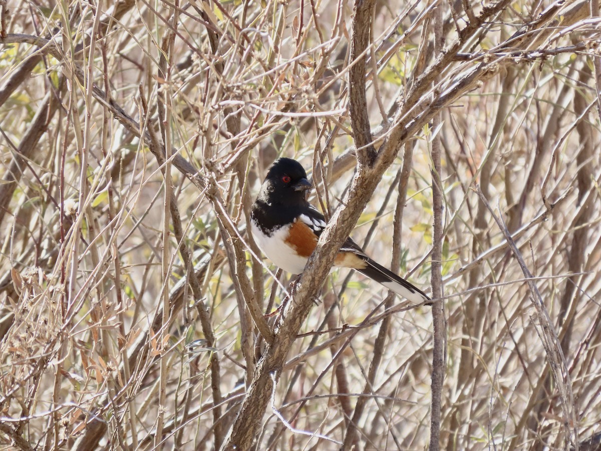 Spotted Towhee - ML283966021