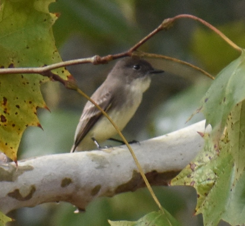 Eastern Phoebe - ML283967101