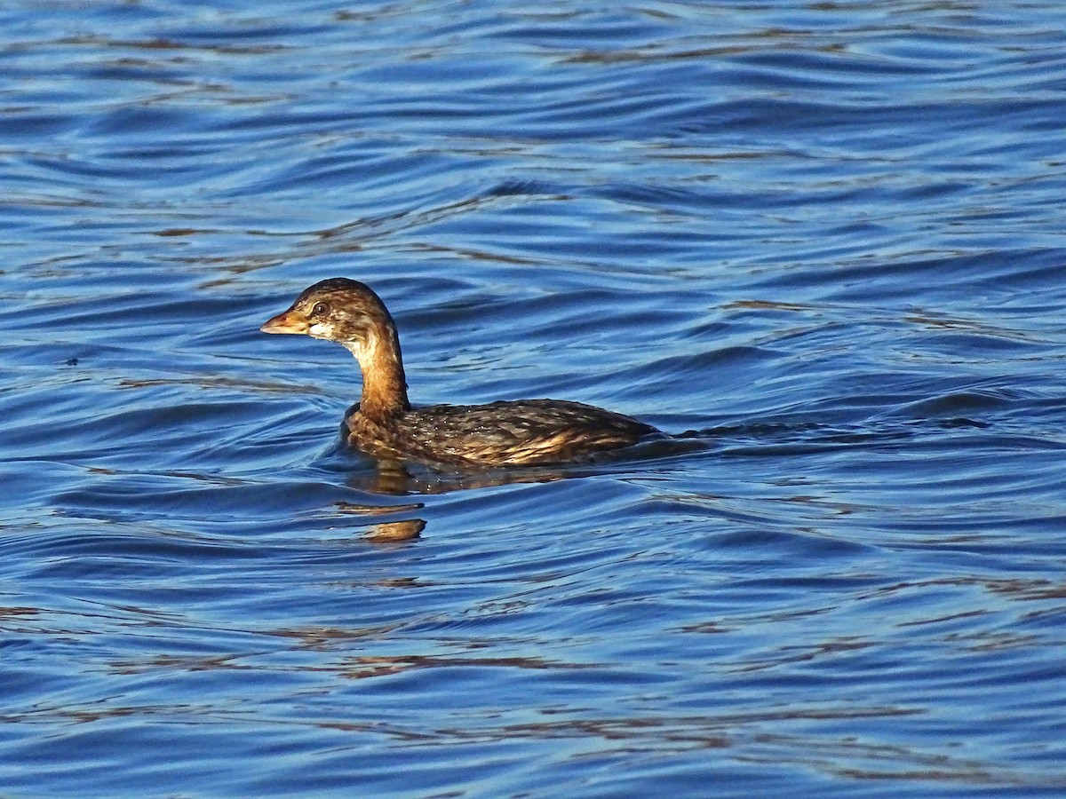 Pied-billed Grebe - ML283967351