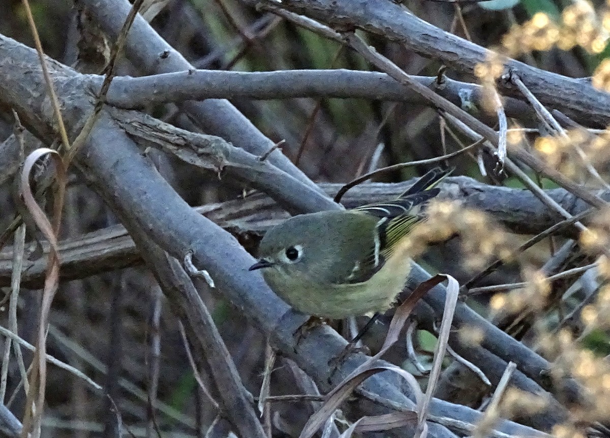 Ruby-crowned Kinglet - ML283968251