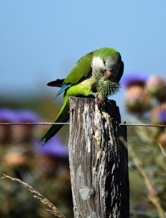 Monk Parakeet - ML283968911