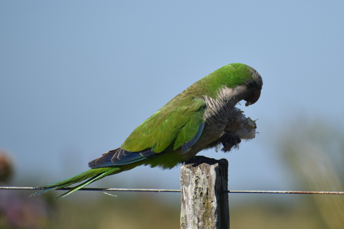 Monk Parakeet - ML283968921