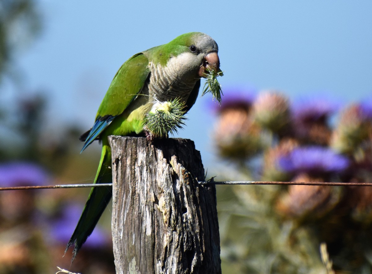 Monk Parakeet - ML283968941