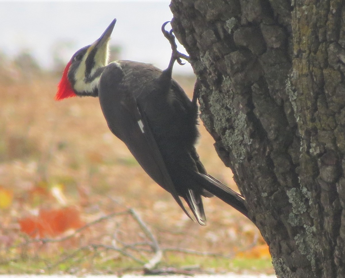 Pileated Woodpecker - ML283969631