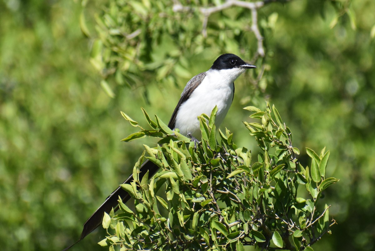 Fork-tailed Flycatcher - ML283970741