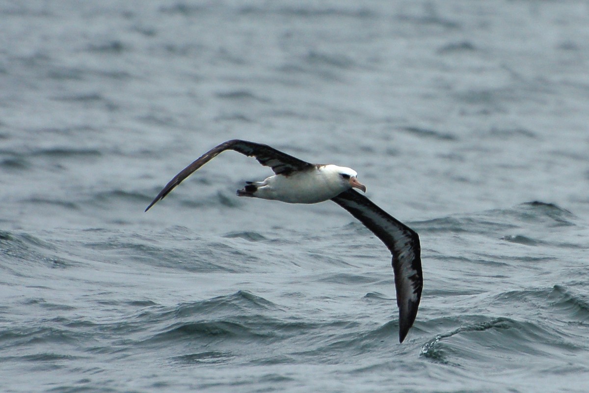 Laysan Albatross - Cory Gregory
