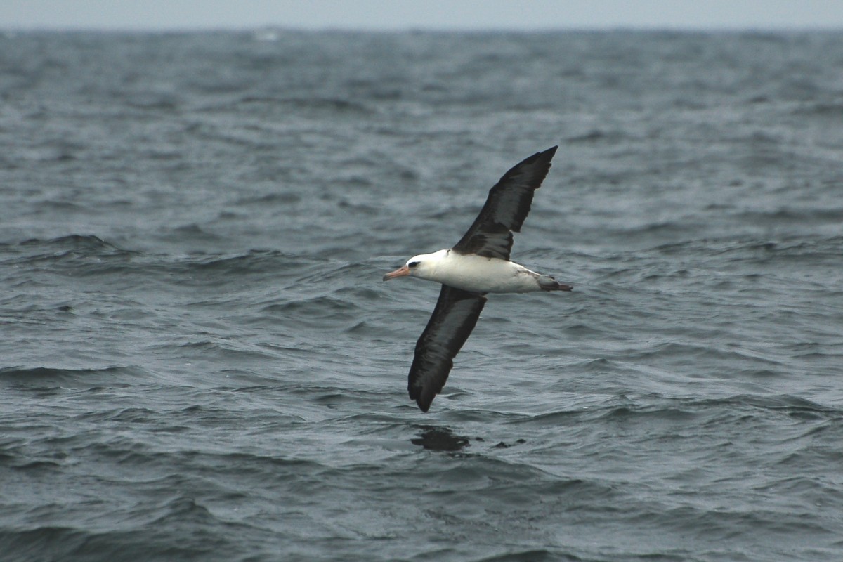 Albatros de Laysan - ML283971131