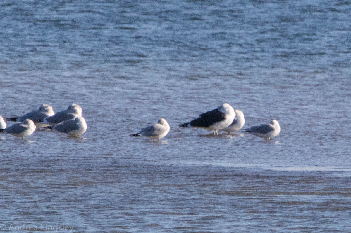 Great Black-backed Gull - Andrea Kingsley