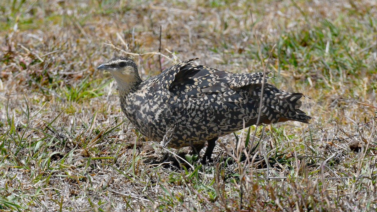 Yellow-throated Sandgrouse - ML283971181