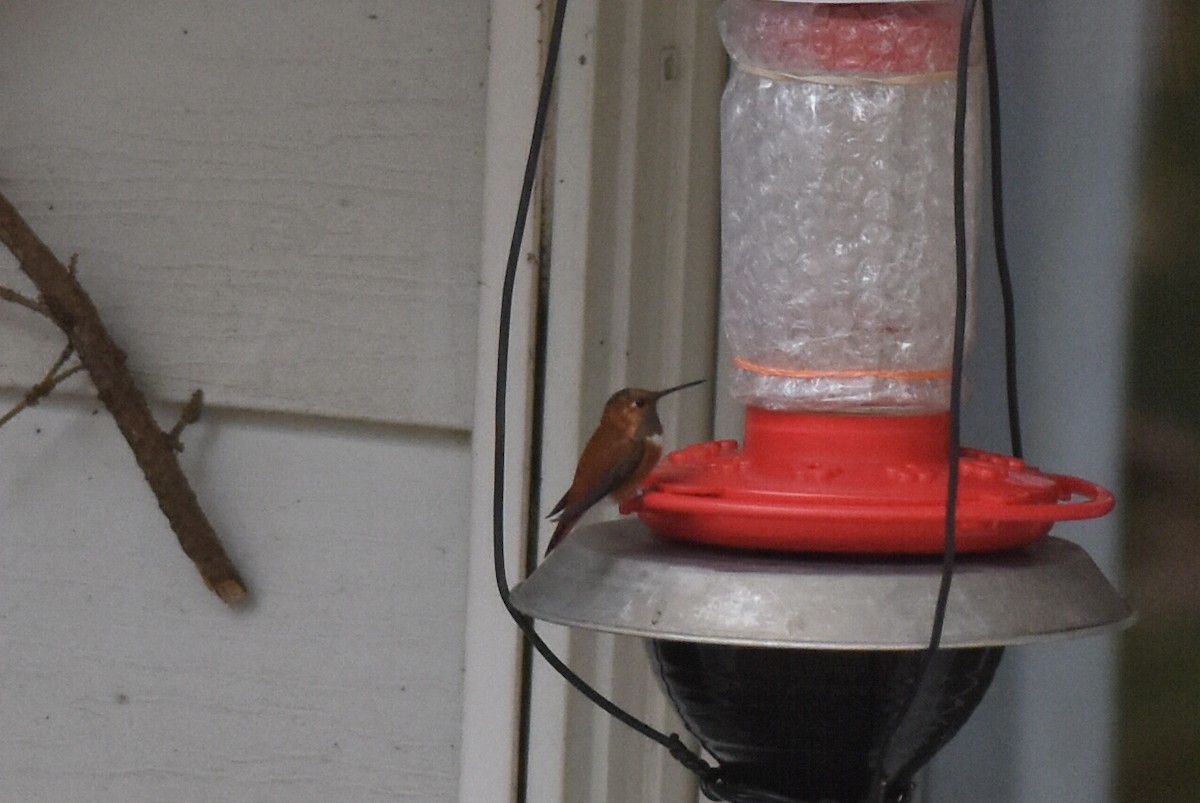 Rufous Hummingbird - ML283971721