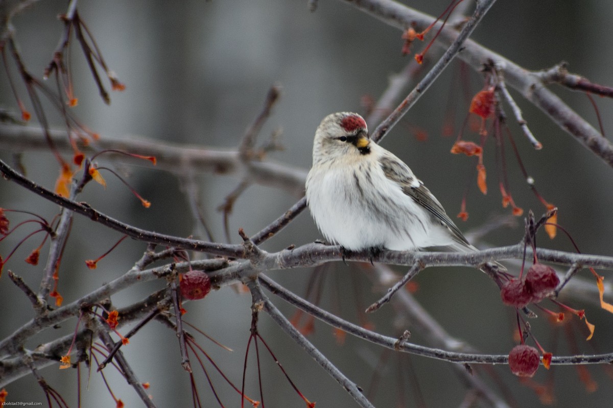 Redpoll (Hoary) - ML283974141