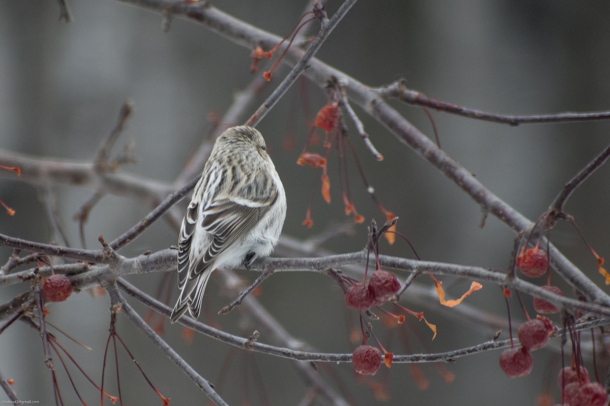 Redpoll (Hoary) - ML283974151