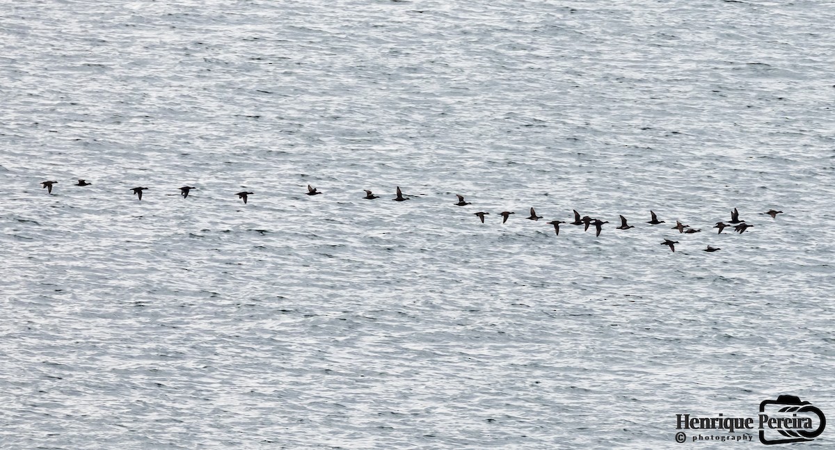 Common Scoter - ML283974851