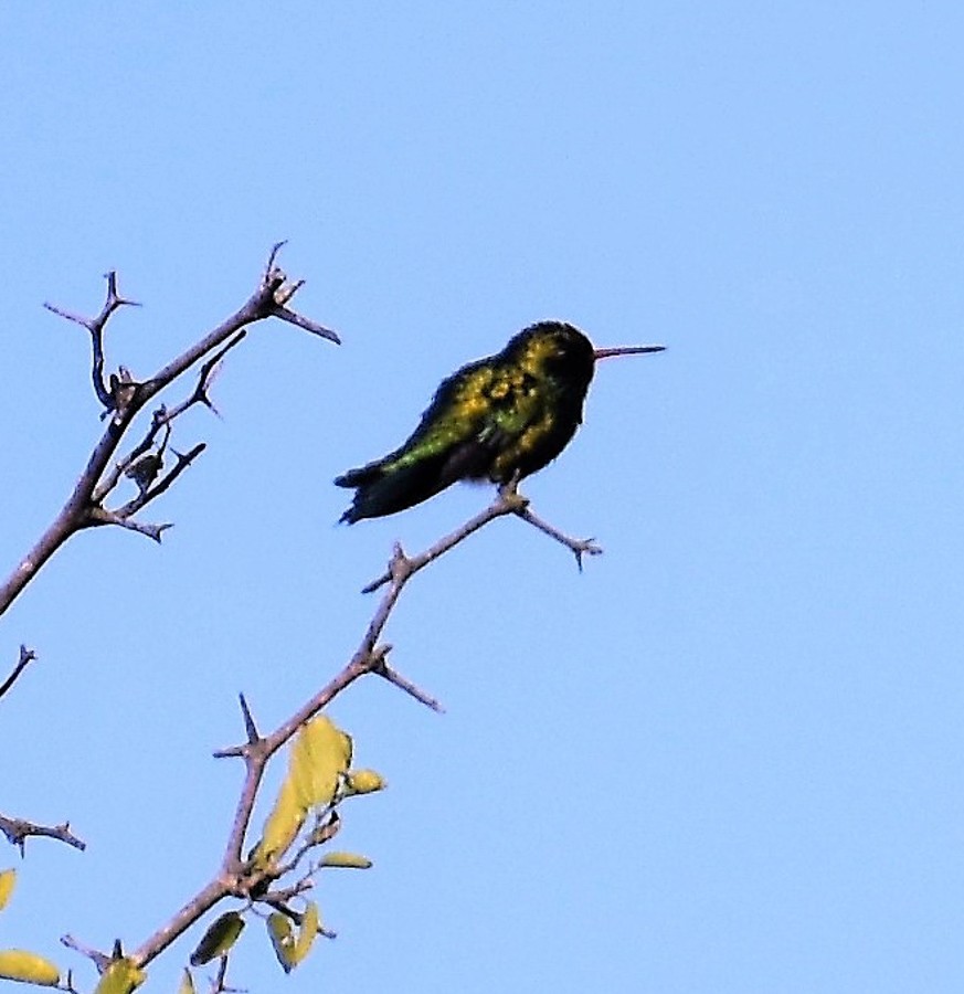 Glittering-bellied Emerald - ML283976991