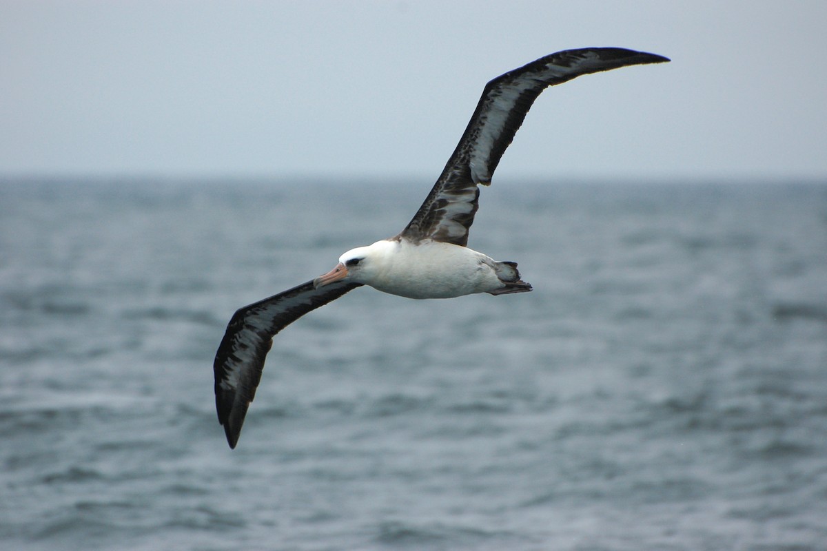 albatros laysanský - ML283977061