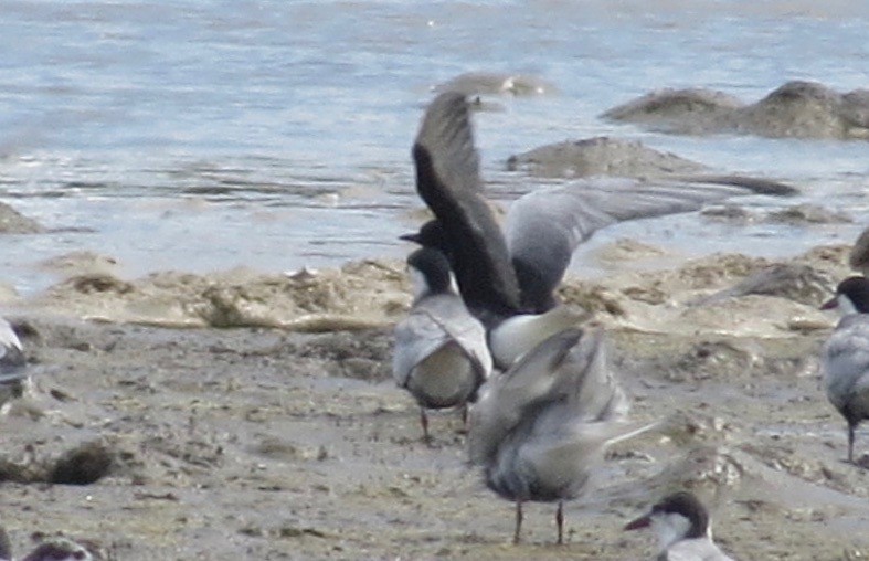 White-winged Tern - ML283977611