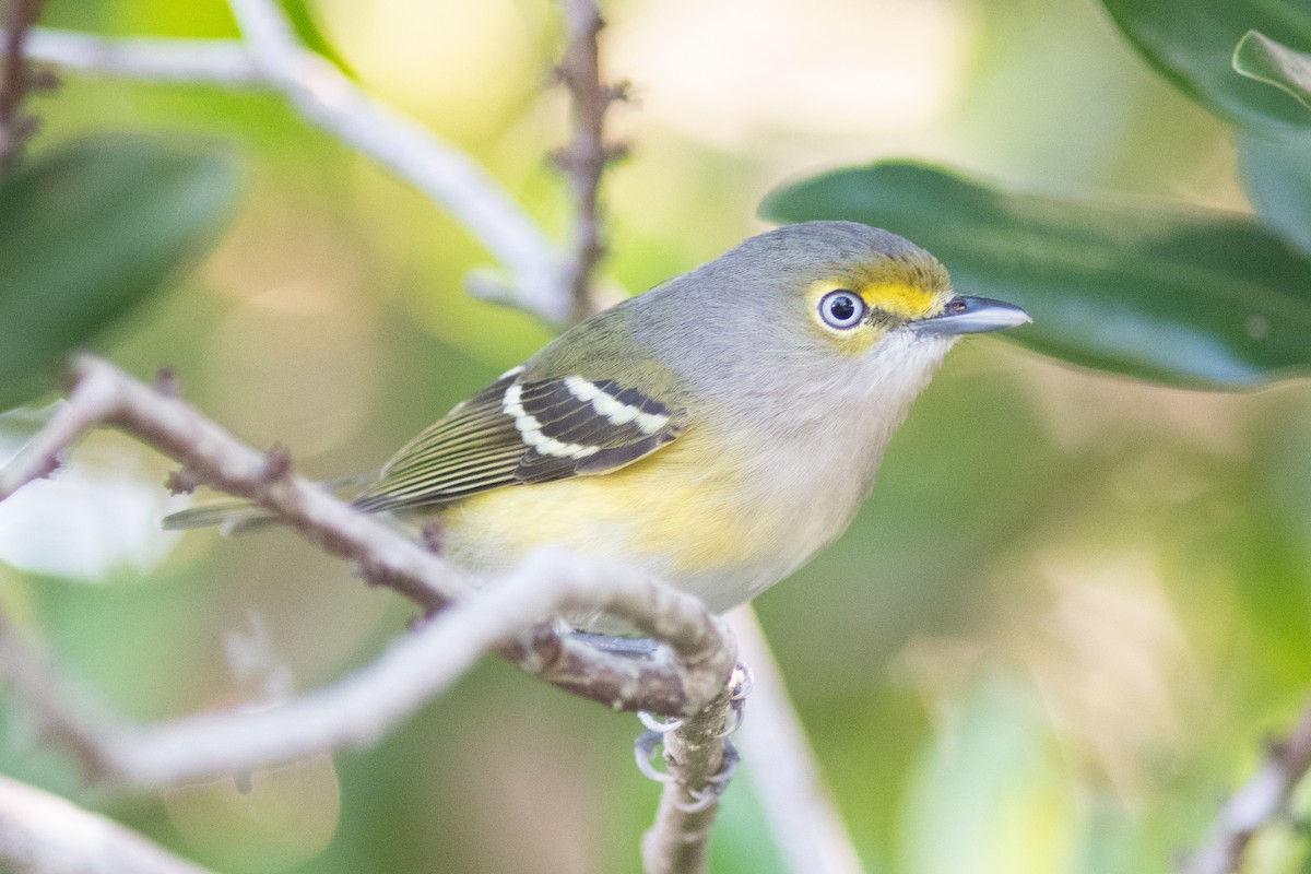 White-eyed Vireo - Ivan Wiljanen