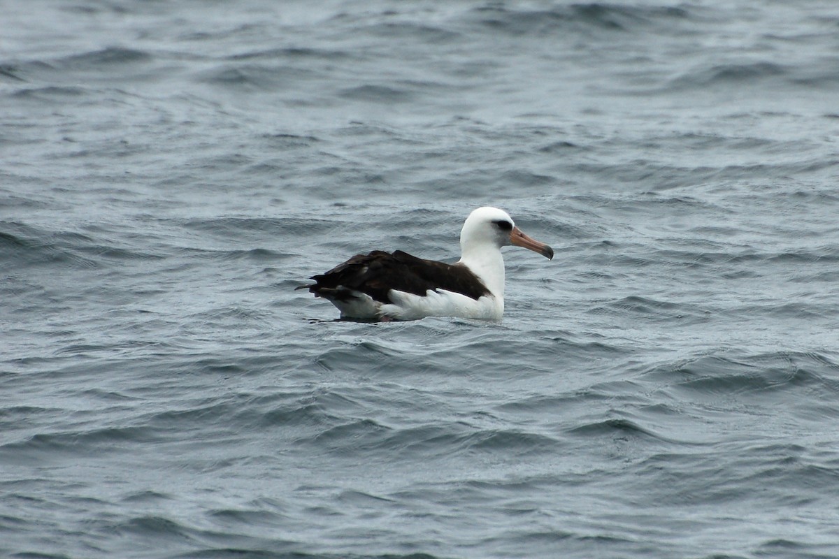 Albatros de Laysan - ML283978251