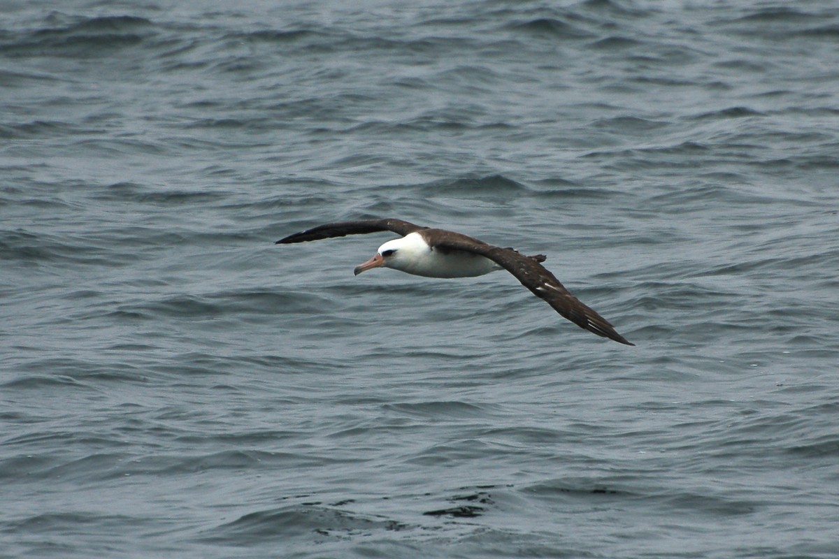 Laysan Albatross - Cory Gregory