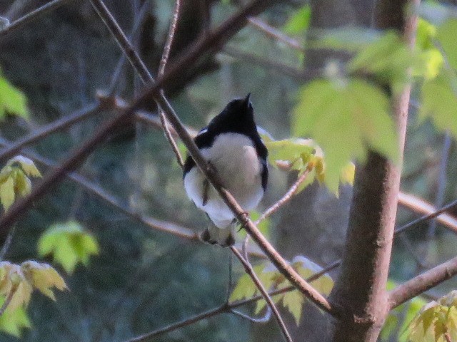 Black-throated Blue Warbler - ML28398041