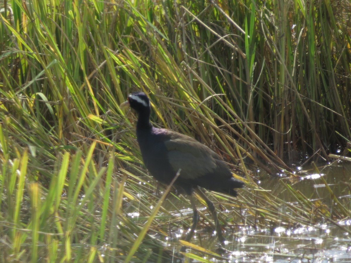 Bronze-winged Jacana - ML283980951