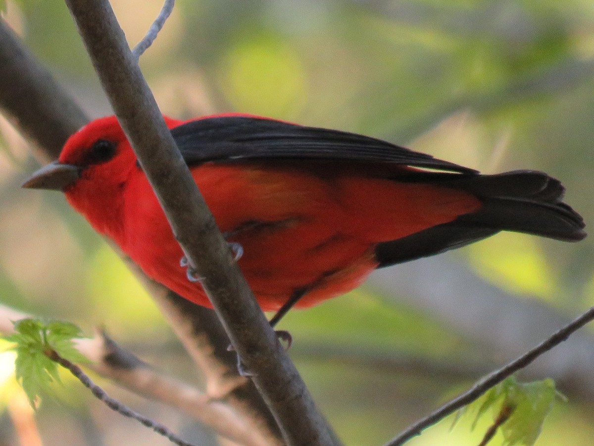 Scarlet Tanager - ML28398101