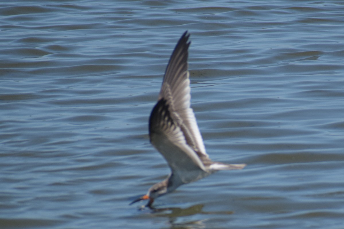 Black Skimmer - Monica Suarez