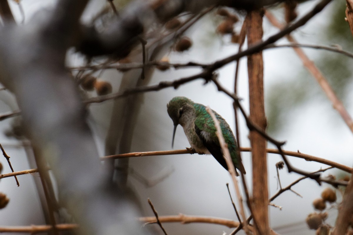 Anna's Hummingbird - ML283981651