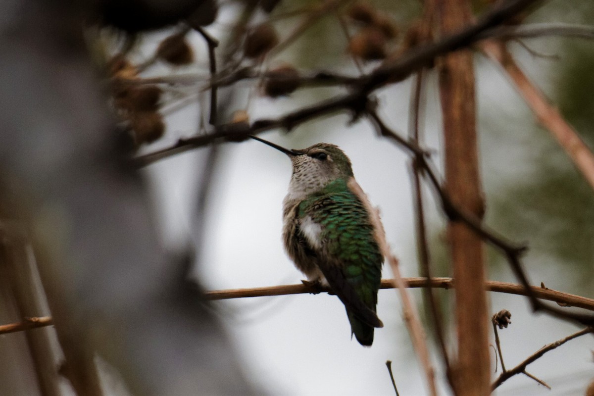 Anna's Hummingbird - Dillon  Freiburger