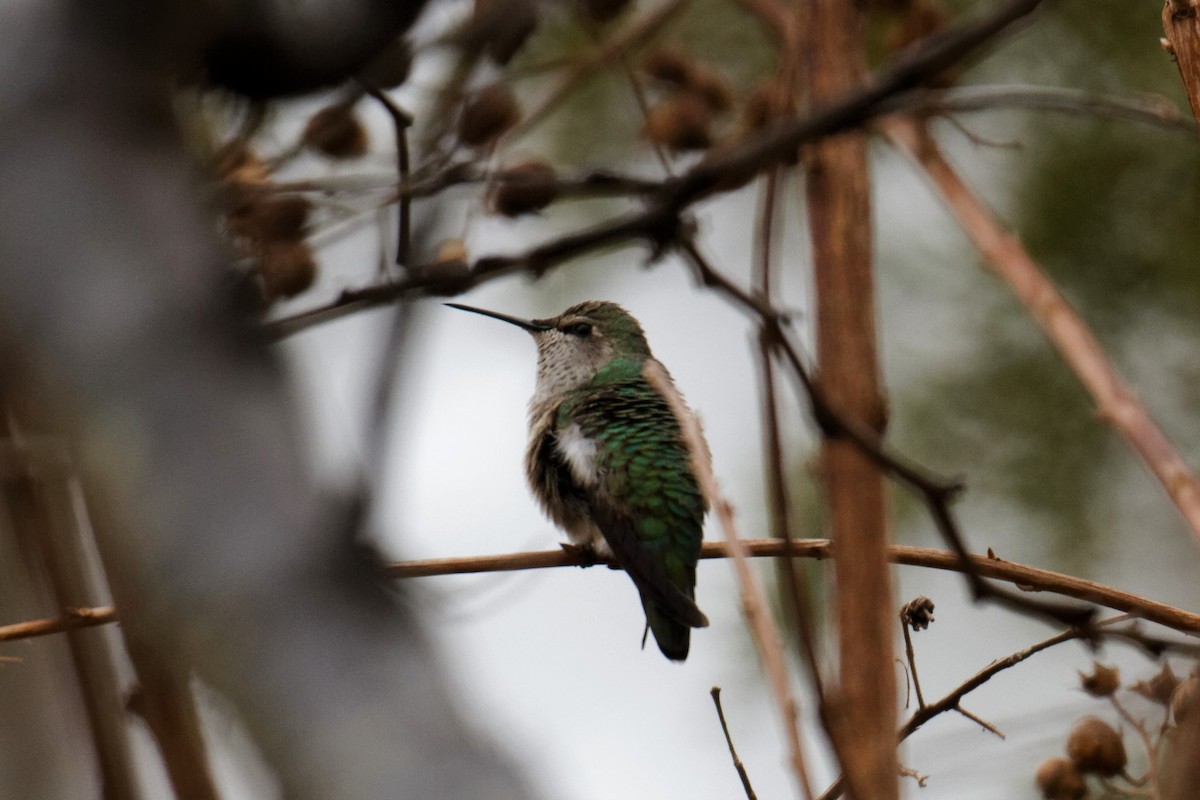 Anna's Hummingbird - ML283981691