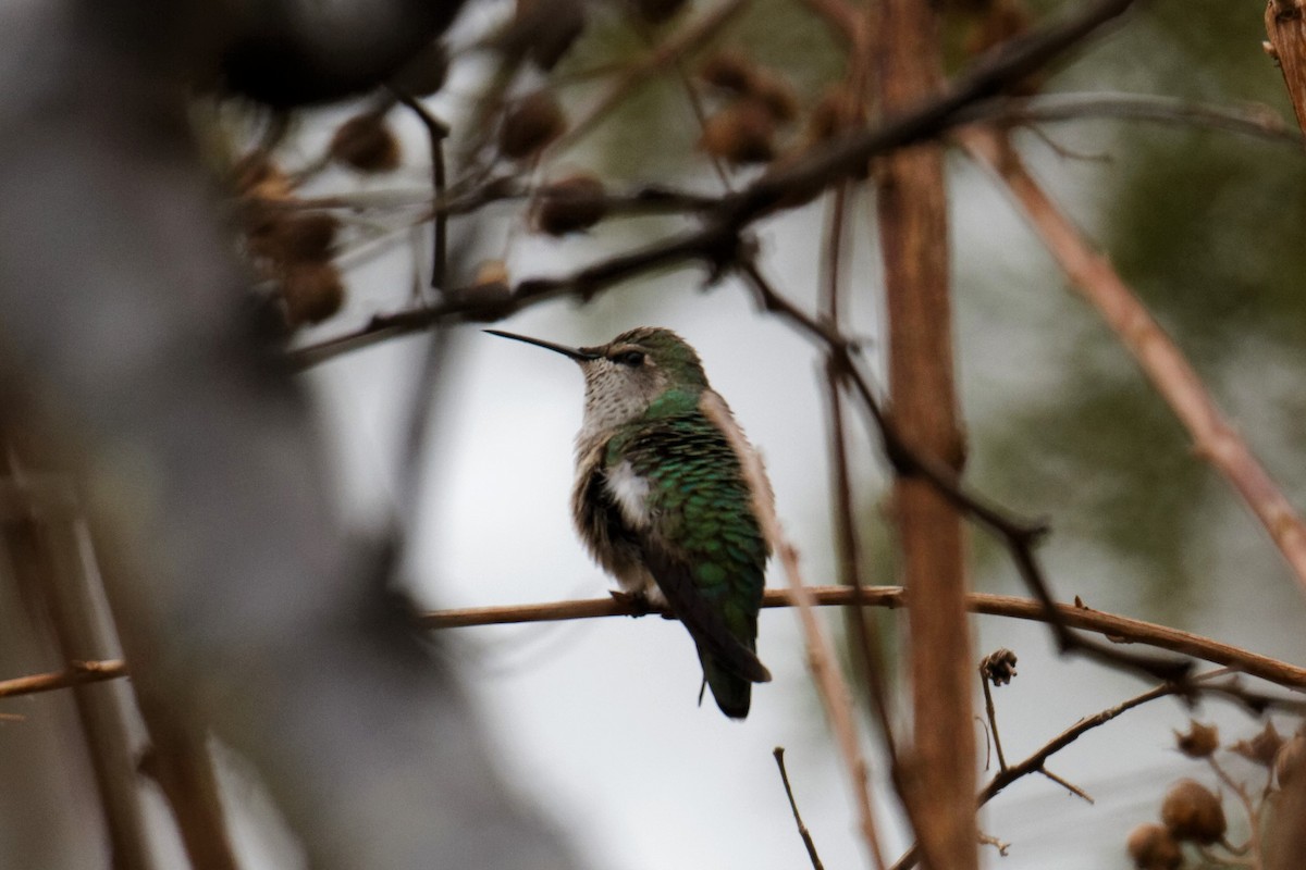 rødmaskekolibri - ML283981691