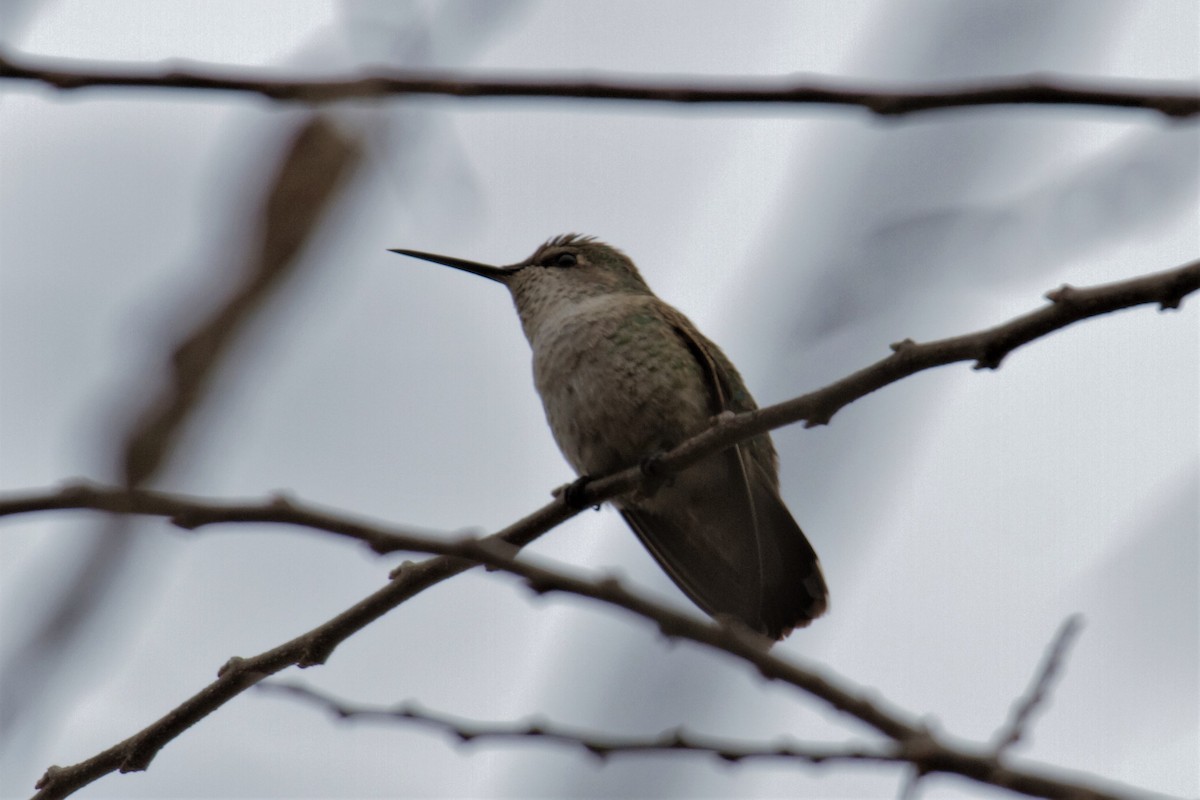 Anna's Hummingbird - ML283981701