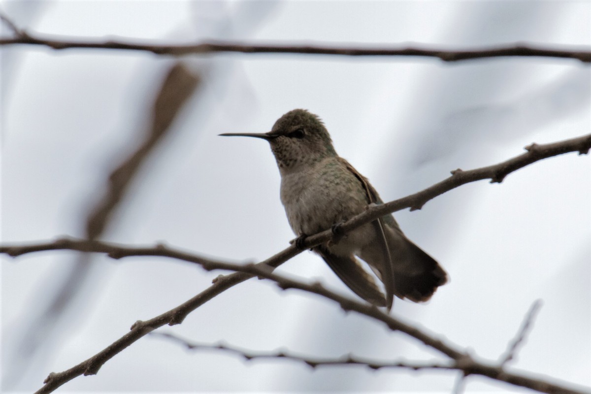Anna's Hummingbird - ML283981741