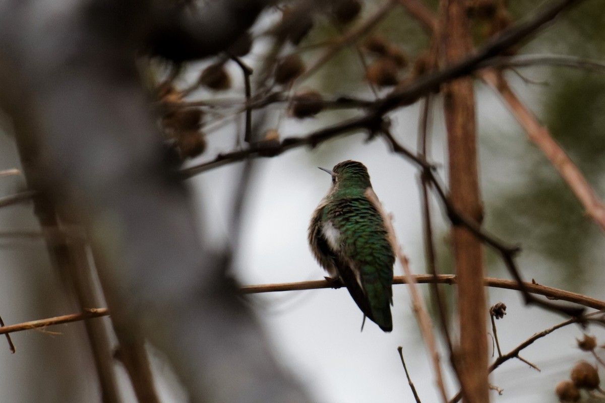 Anna's Hummingbird - ML283981761