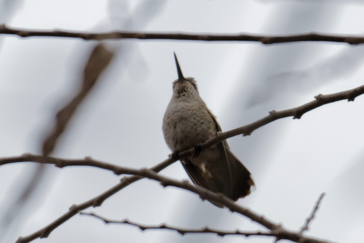 Anna's Hummingbird - ML283981781