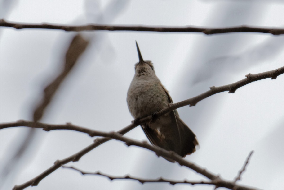 Colibrí de Anna - ML283981781